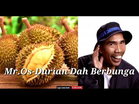Durian dah berbunga-Mr.Os