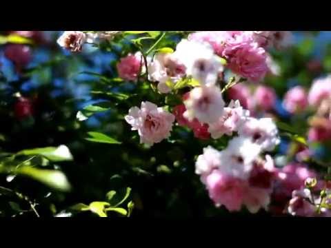 60 Seconds in Monet's Gardens
