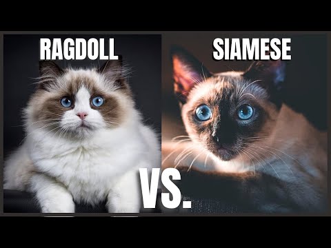 Ragdoll Cat VS. Siamese Cat