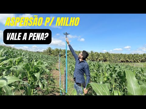 Milho irrigado por aspersão/ vantagens e desvantagens
