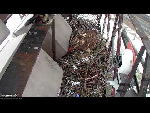 Big Red Lays First Egg Of 2018 On Red-tailed Hawk Cam!!! – (PTZ cam view) – Mar 16, 2018