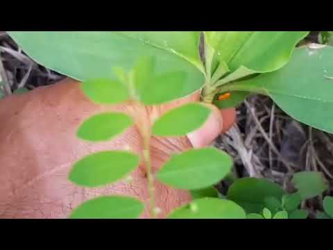 2 plantas  para os rins