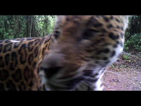 Convivencia Yaguareté y Ganaderos en Misiones. Argentina.