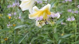 Lilium Conca d'Or