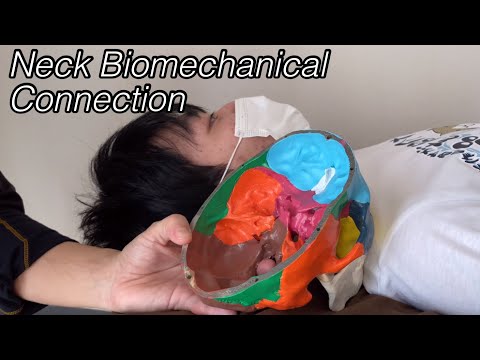 Biomechanical relationship of dura mater and neck movement