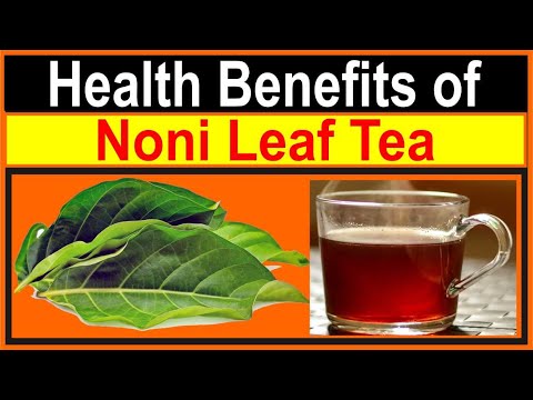 Amazing Health Benefits of Noni Leaf Tea | Why You Should Try It!