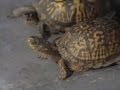 Sesame Street Animal Antics Turtles And Closing Credits W Gordon And Bob 1969