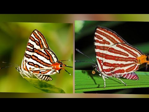 Beautiful Butterflies | Epic_Wildlife| Silverline|