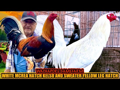 White Mcrea Hatch Kelso And Sweater Yellow Leg Hatch ~ WACHAPORE GAMEFARM