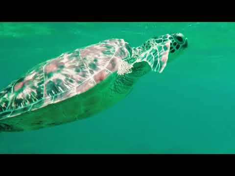 Côn Đảo Trip - Du lịch Côn Đảo khám phá và trải nghiệm Côn Đảo