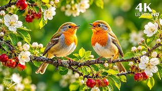 Birdsong Between the Piano Notes 🐦 Music for Calm, Sleep & Emotional Rest