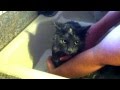 Fat Cat Gets A Bath