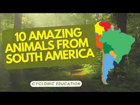 10 Amazing Animals From South America 🦁🌍  |  Cyclonic Education