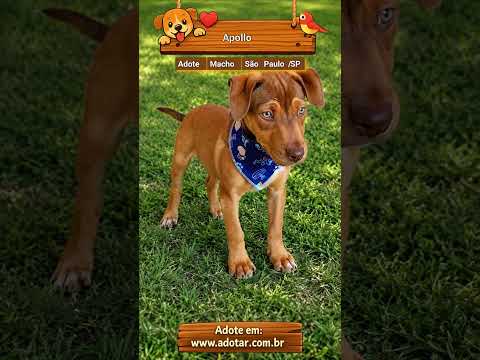 Vídeo de Apollo