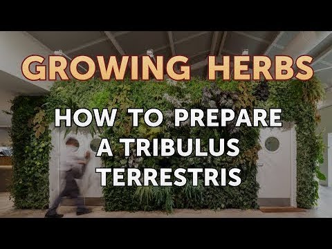 How to Divide Lavender Plants