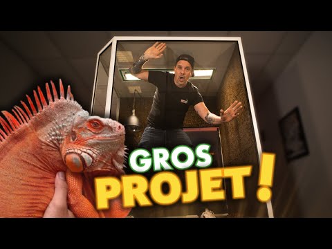 TU VEUX UN LÉZARD GÉANT CHEZ TOI !? ( regarde ça avant ) -TOOPET