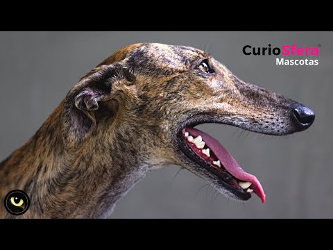 Spanish Greyhound Breed 🐕