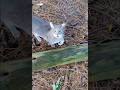 One Long Adorable Meow From A Sweet Gray Tabby ️ Shorts