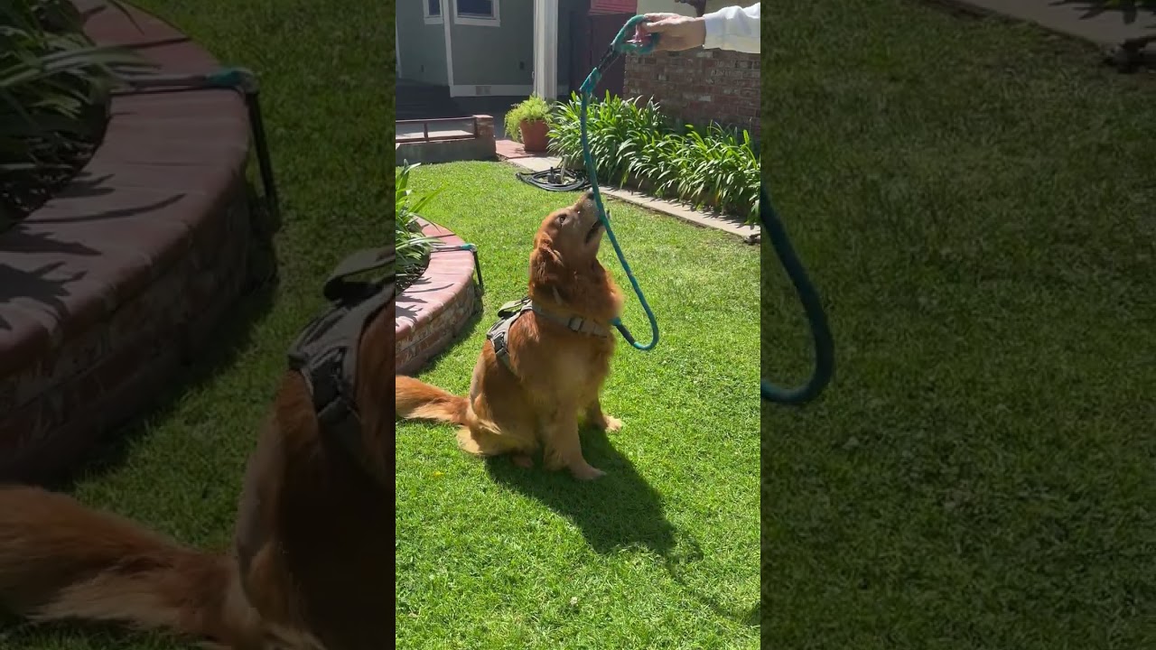 Enlarge Harley, a ADOPTABLE Golden Retriever in Los Angeles, CA video 6/6