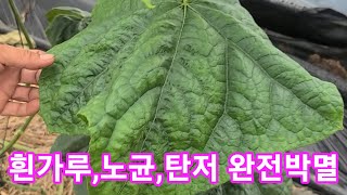 상상초월 흰가루병,노균병,탄저병 초저가 완전박멸~이거하나로 고추,참외,오이,수박,호박 살균  쥑입니다