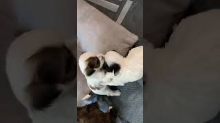 Maltipoo Puppies Videos