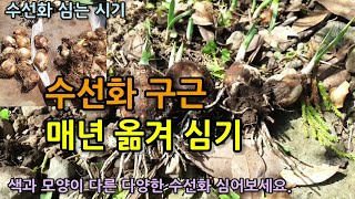 가을은 수선화 심는시기 다양한 수선화 구근 심기 수선화 구근 번식과 심는 방법 아네모네 라널큘러스 튤립 구근…