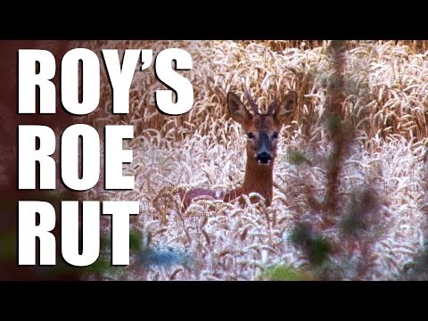 Roy’s Roe Rut Roy’s Roe Rut