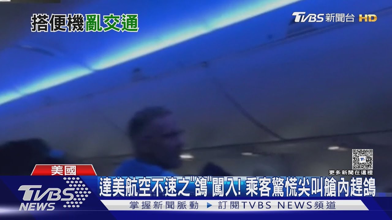 達美航空不速之「鴿」闖入! 乘客驚慌尖叫艙內趕鴿