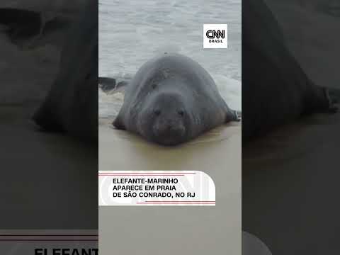 Elefante-marinho aparece em praia de São Conrado, no Rio de Janeiro