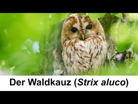 Der Waldkauz - Steckbrief - Die Eulen Europas