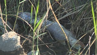 Рыбалка на пруду ангарском в волгограде