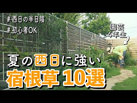 庭の暗い隅を明るくする6つの素晴らしい耐陰性の花  庭園
