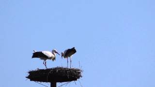 preview picture of video 'Baltsende ooievaars in Park Huis te Kinderdijk in Alblasserdam'