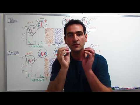 Mitose e Meiose - Diferenças e características - Prof. Sanabria