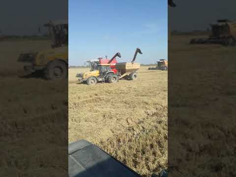 Colheita de arroz 21/04/20 granja tamanca 🚜🌾