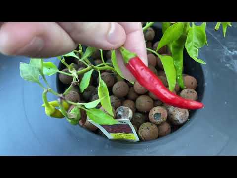 Update #21, 24 weeks of growth in my hydroponic greenhouse.