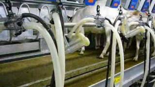 preview picture of video 'InterPuls Automatic Cluster Detacher on Goats Milking Machine - Baviera - Germany'
