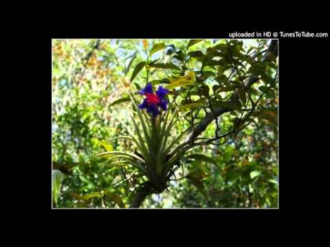 Today's Tango Is... Clavel del Aire - Ignacio Corsini 11-06-1930