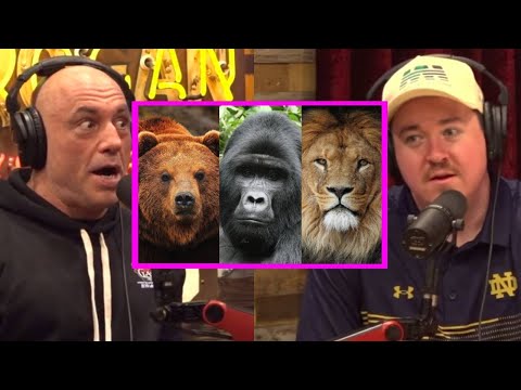 JRE: Who's Surviving a Fight Between a Lion/Gorilla/Bear?