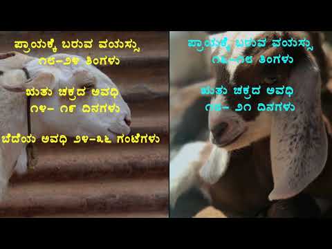 , title : 'Artificial Insemination in Sheep and Goats#kannada#step by step#vch bengaluru# dept of extension'