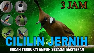 Download lagu Animasi Masteran Cililin Suara Jernih Durasi Panjang Sudah Terbukti Cepat Masuk mp3