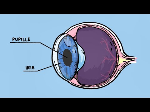 Dis, Noura, comment fait-on pour voir ?