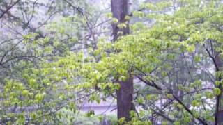 preview picture of video 'Metro Atlanta Hailstorm! 4 23 09'