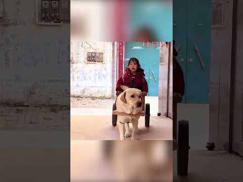 🐶🛒 الكلب الذكي ومهمة الإنقاذ البطولية 🚗✨