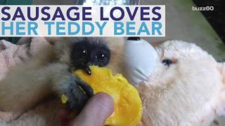 Rescued Baby Monkey Loves Her Teddy Bear