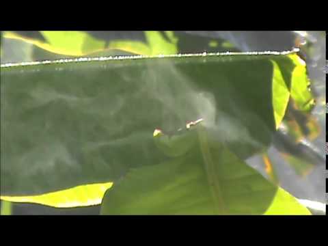 A natureza nos mostra o  mais perfeito processo de  evaporação