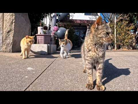 youtube-動物記事1970/01/01 09:00:00