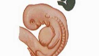 Pregnancy - Embryo to Fetus