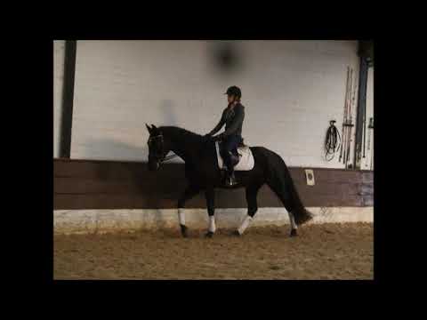 DANCIANA 4j v. Hannoveraner