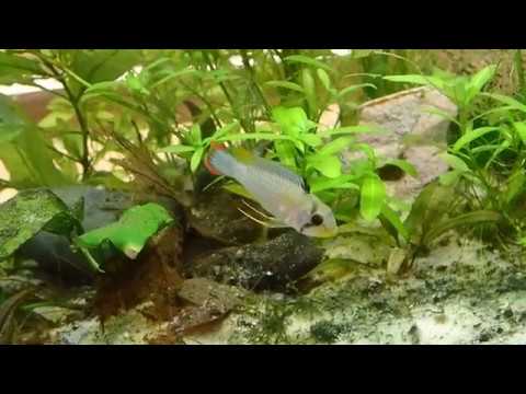 Apistogramma Panduro Fry